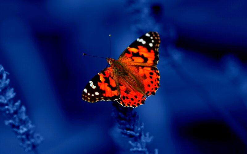 Butterfly on a blue flower
