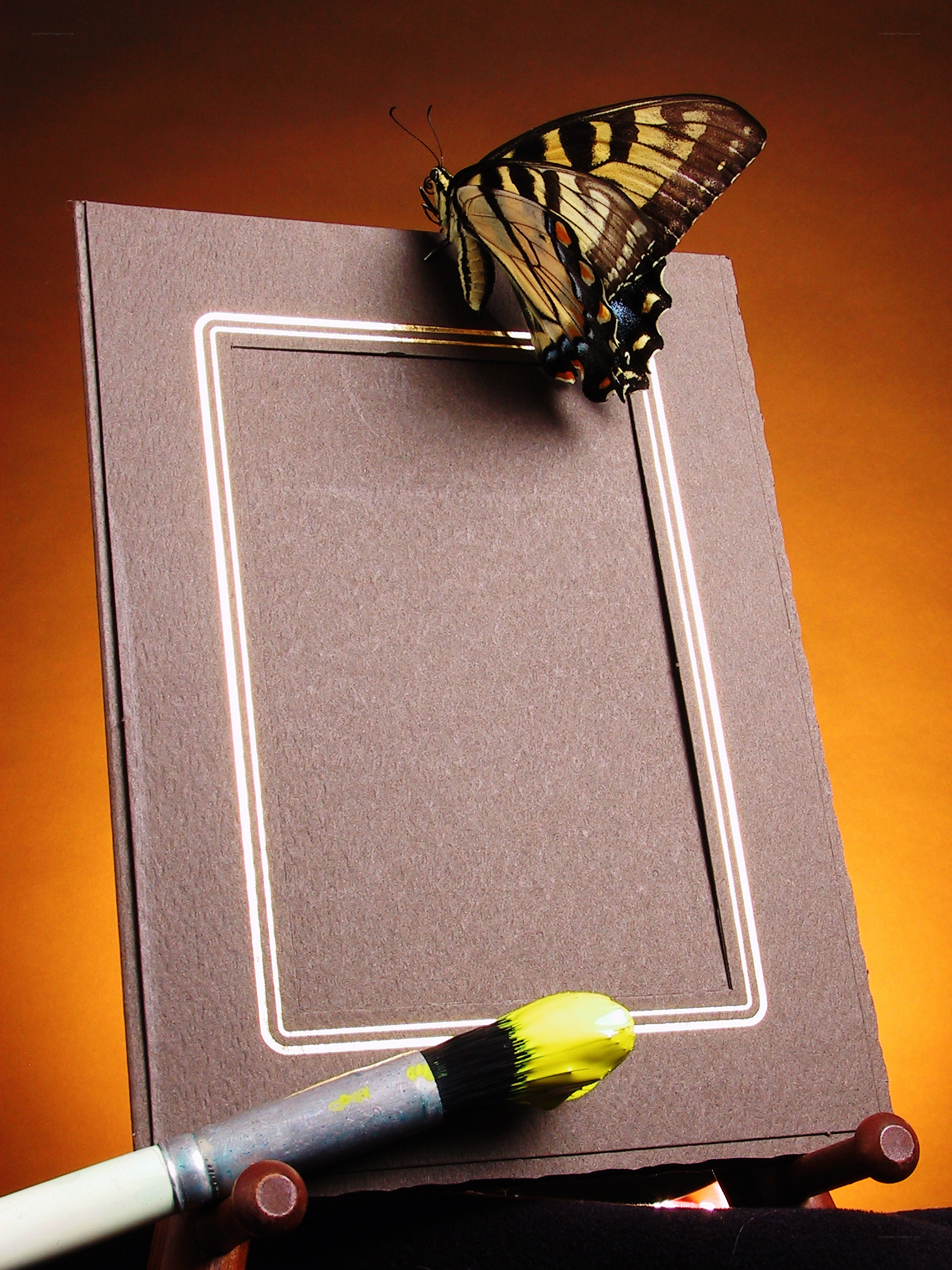 Butterfly on a book cover