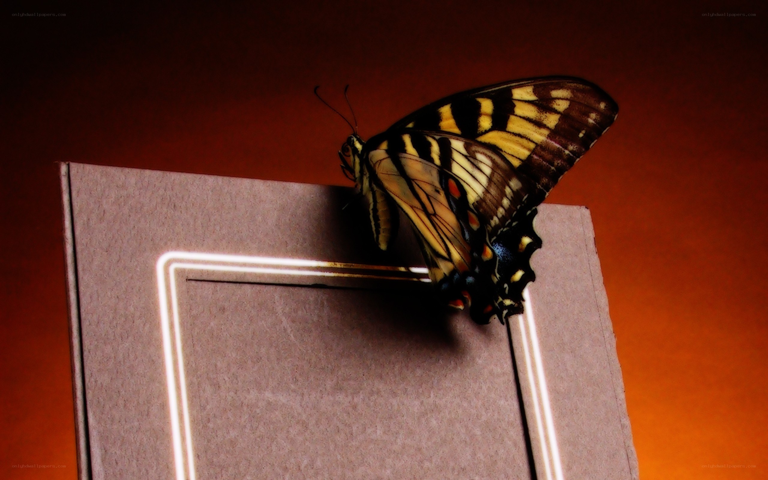 butterfly on a book