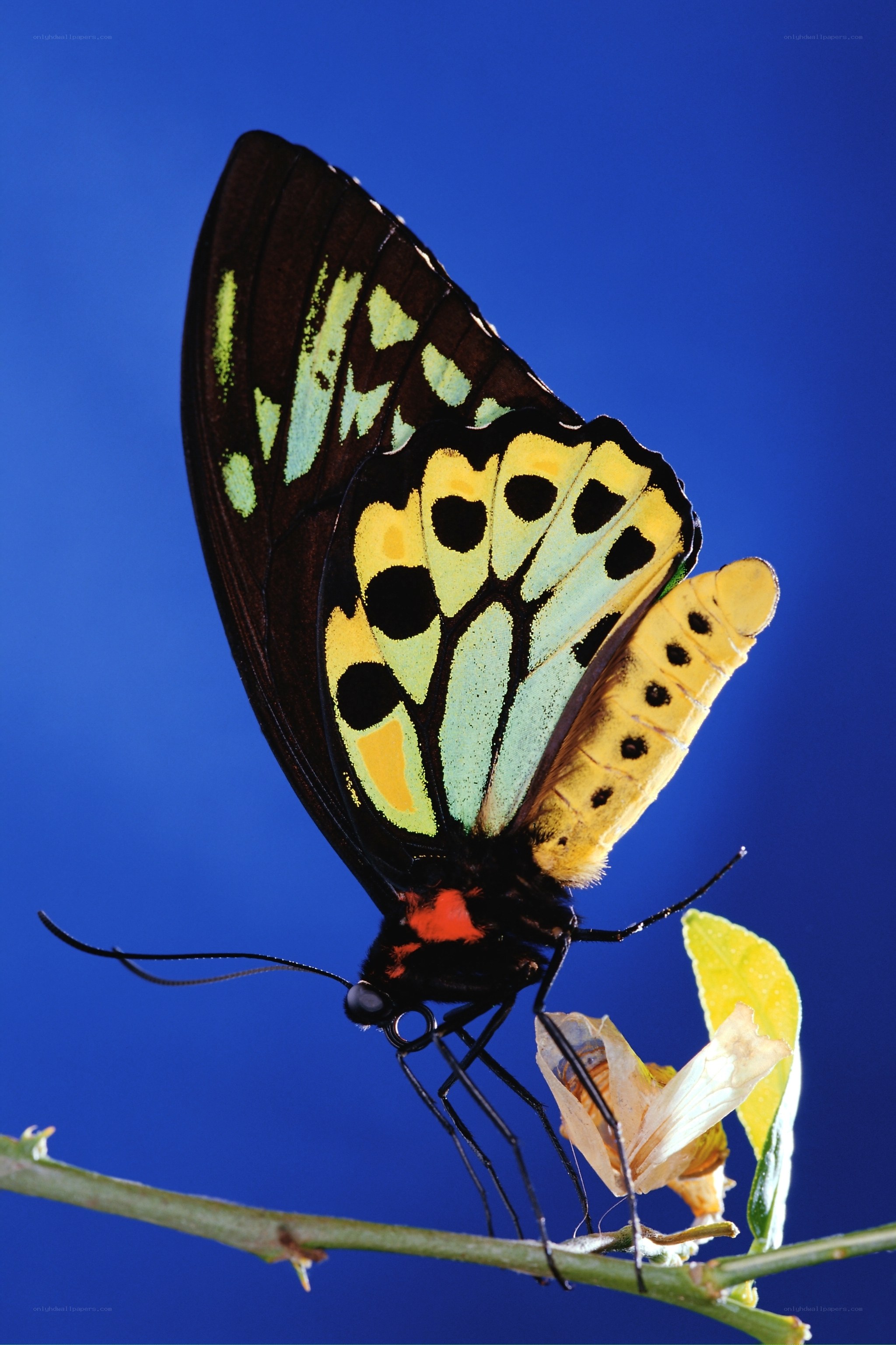 butterfly on a branch