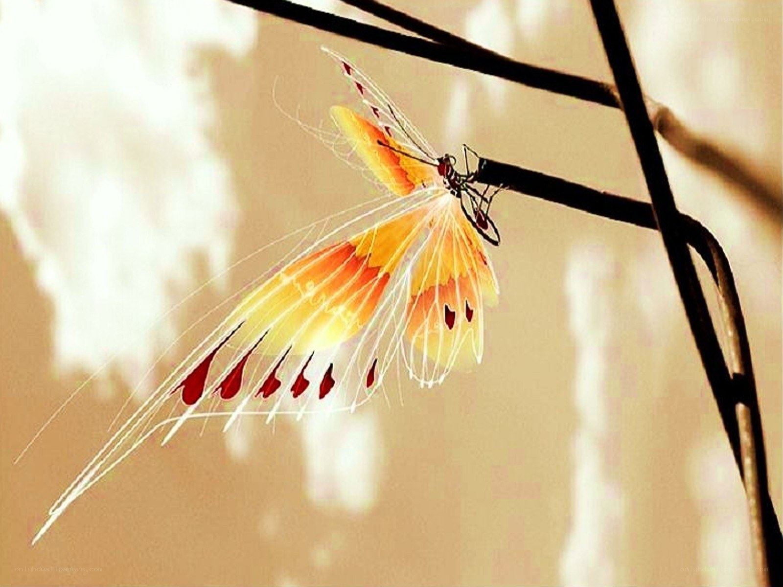 Butterfly on a branch