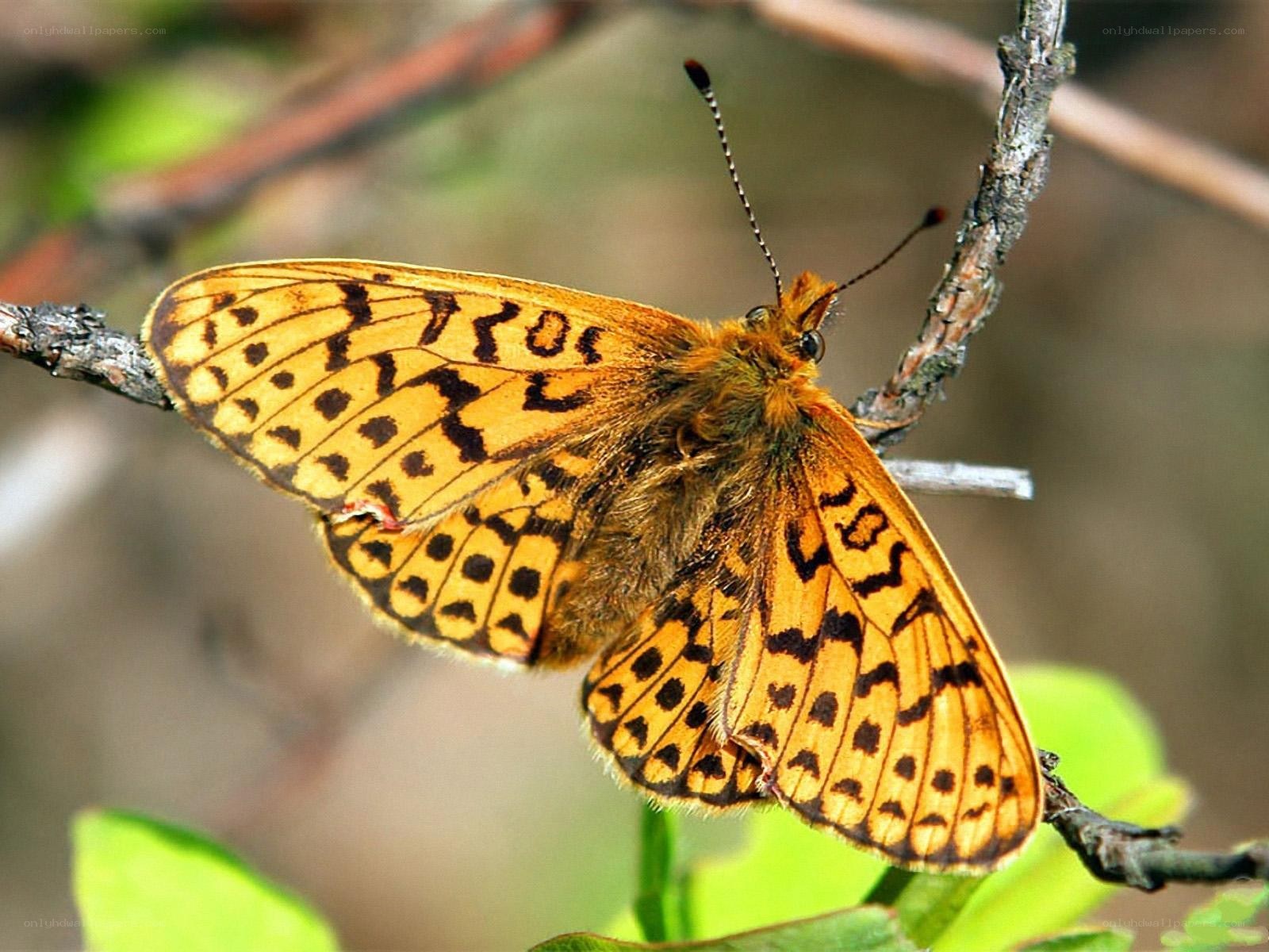 butterfly on a branch