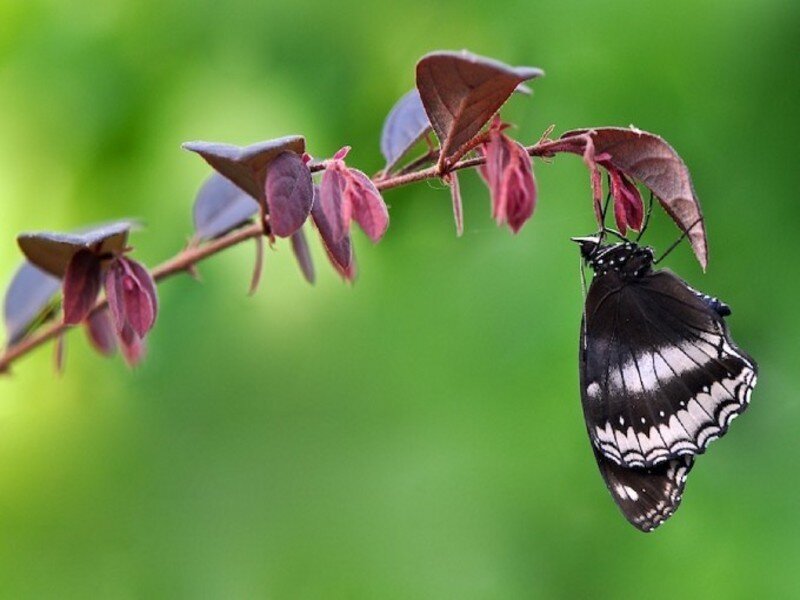 butterfly on a branch