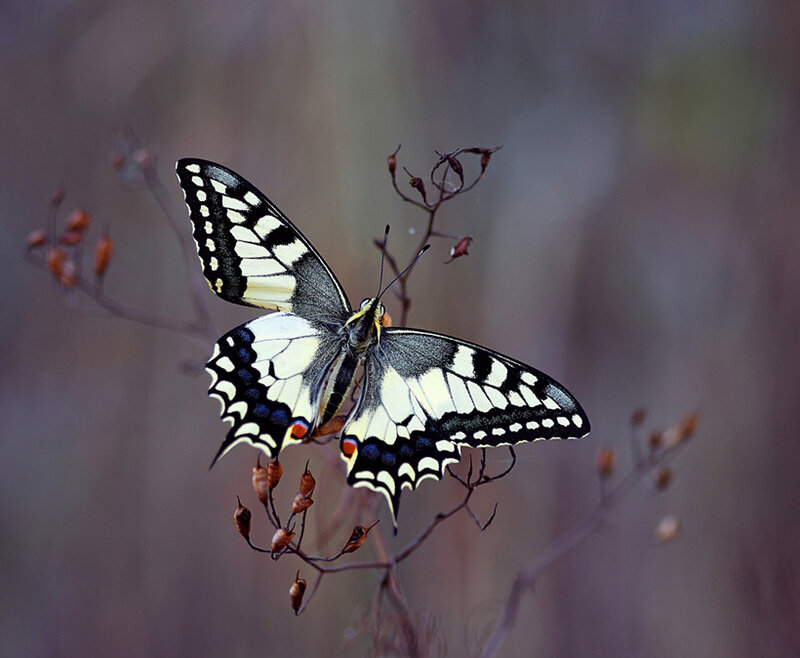 Butterfly on a Branch — Black