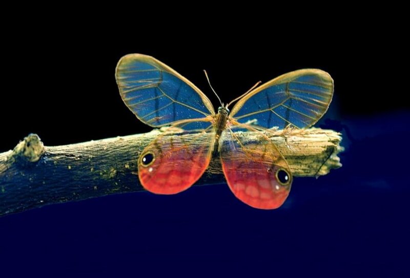 Butterfly on a Branch — Blue, Dramatic