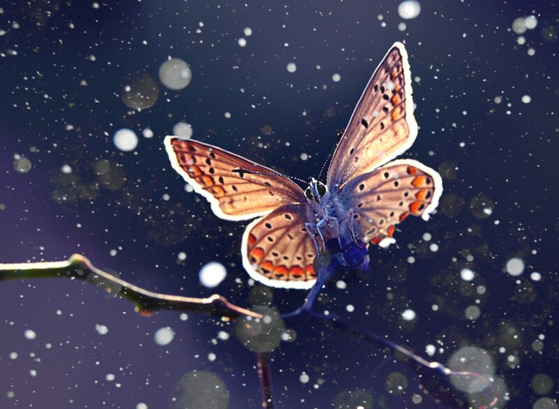 Butterfly on a Branch — Blue