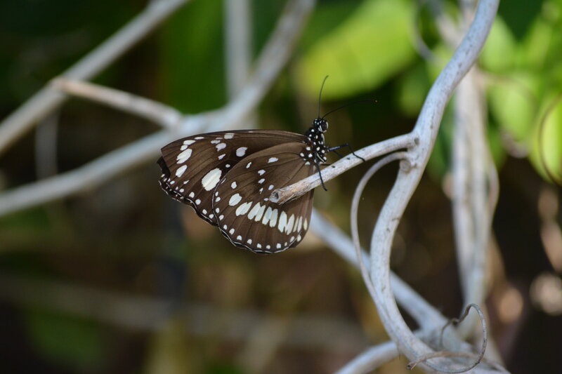 Butterfly on a Branch — Brown, Calm, Afternoon