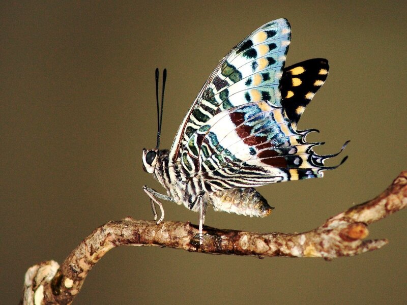 Butterfly on a Branch — Brown, Calm, Photograph