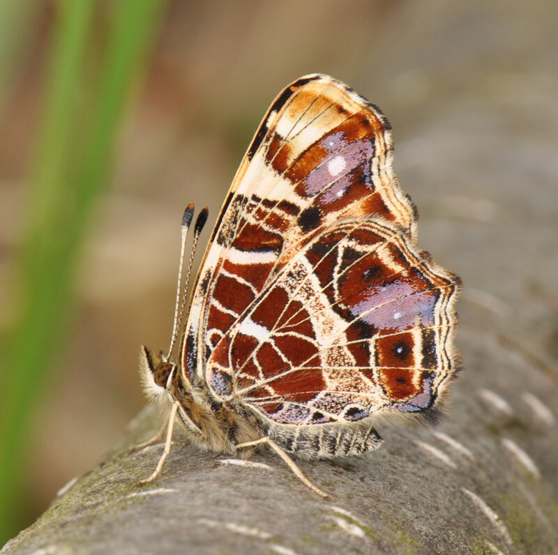 Butterfly on a Branch — Brown, Calm