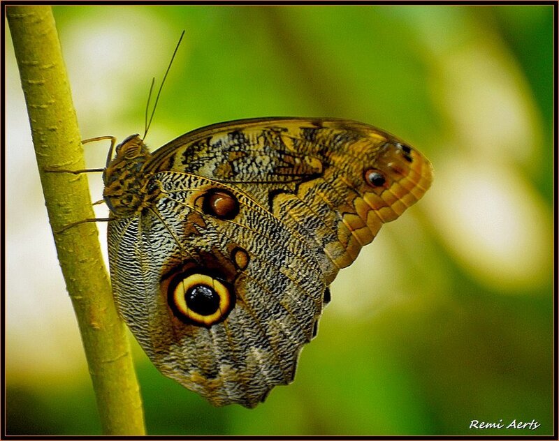 Butterfly on a Branch — Brown