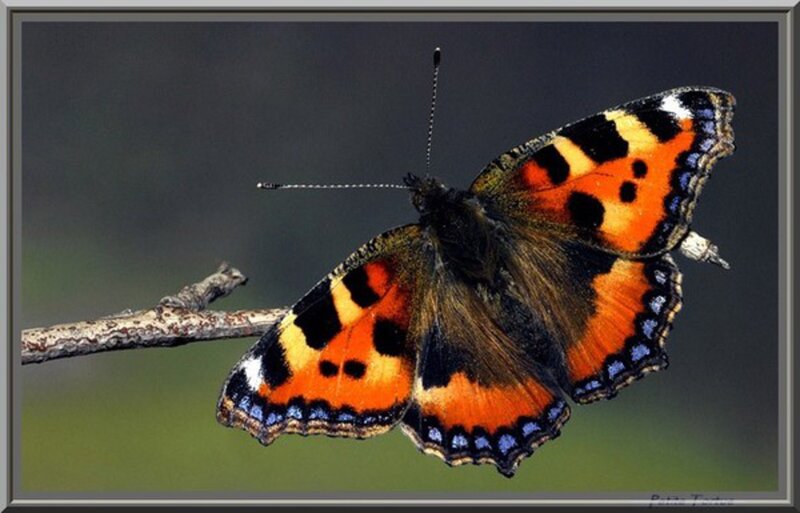 Butterfly on a Branch — Orange