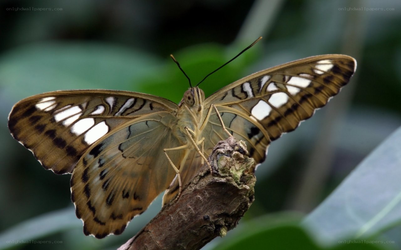 butterfly on a branch