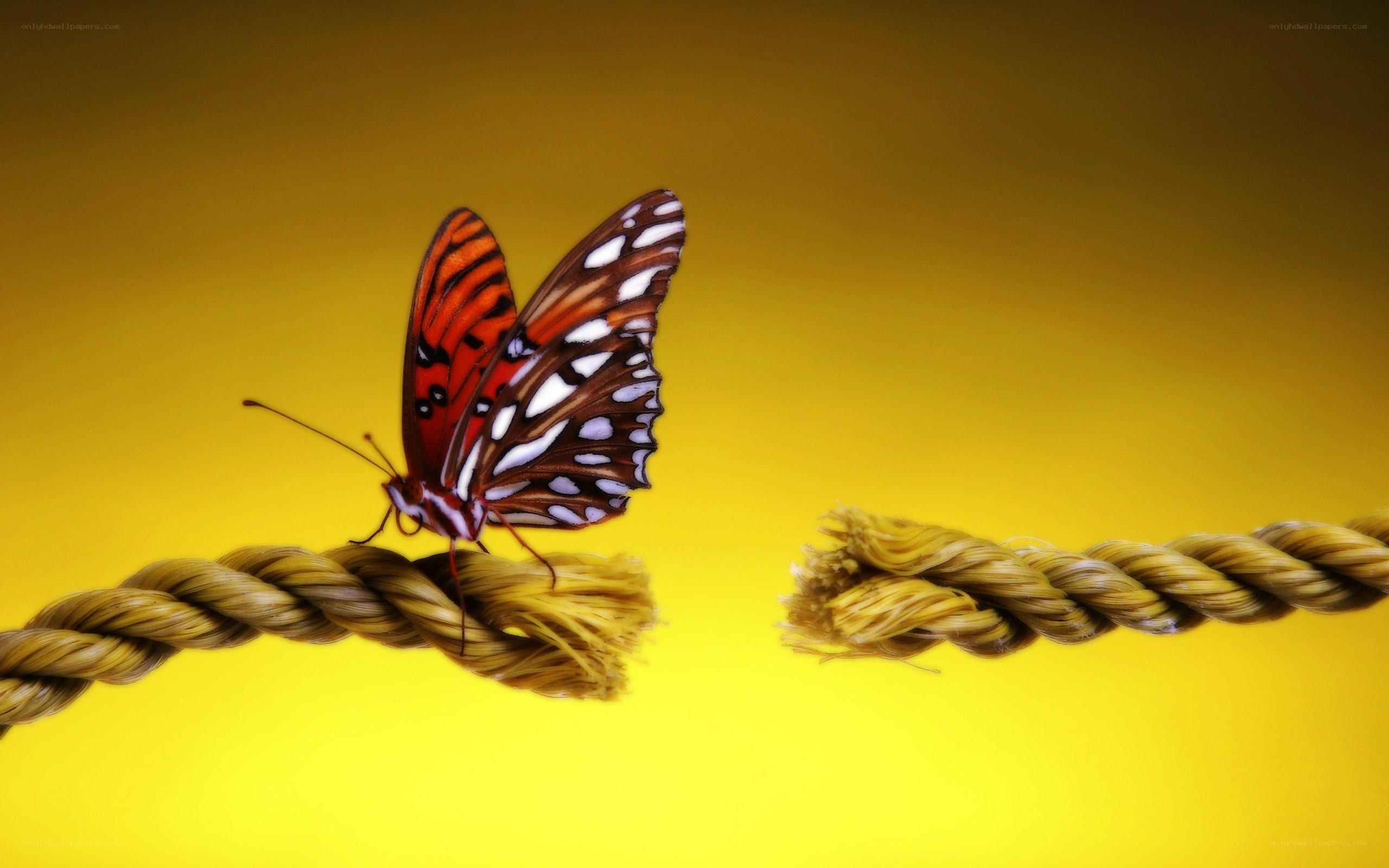 butterfly on a broken rope
