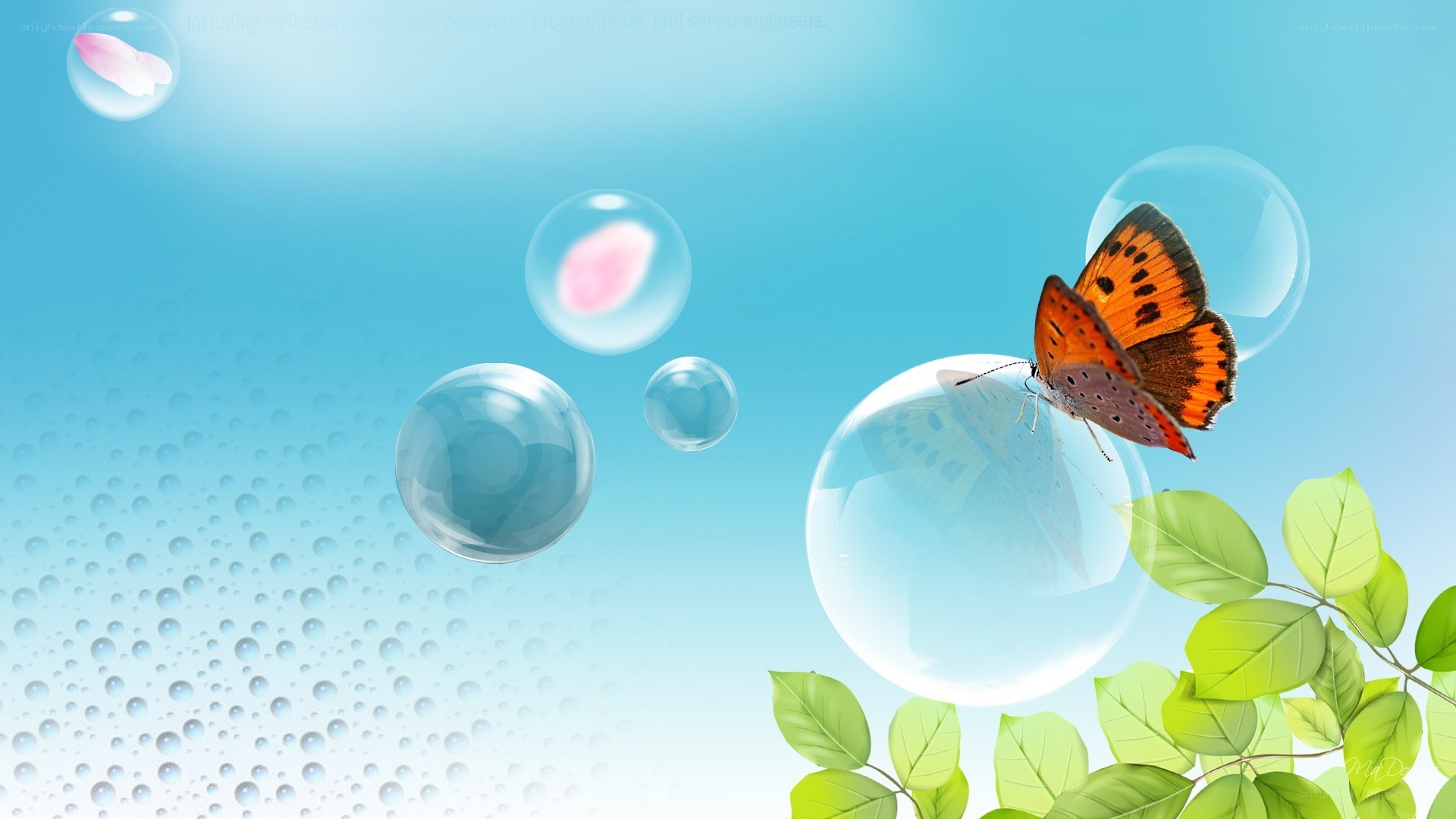 butterfly on a bubble
