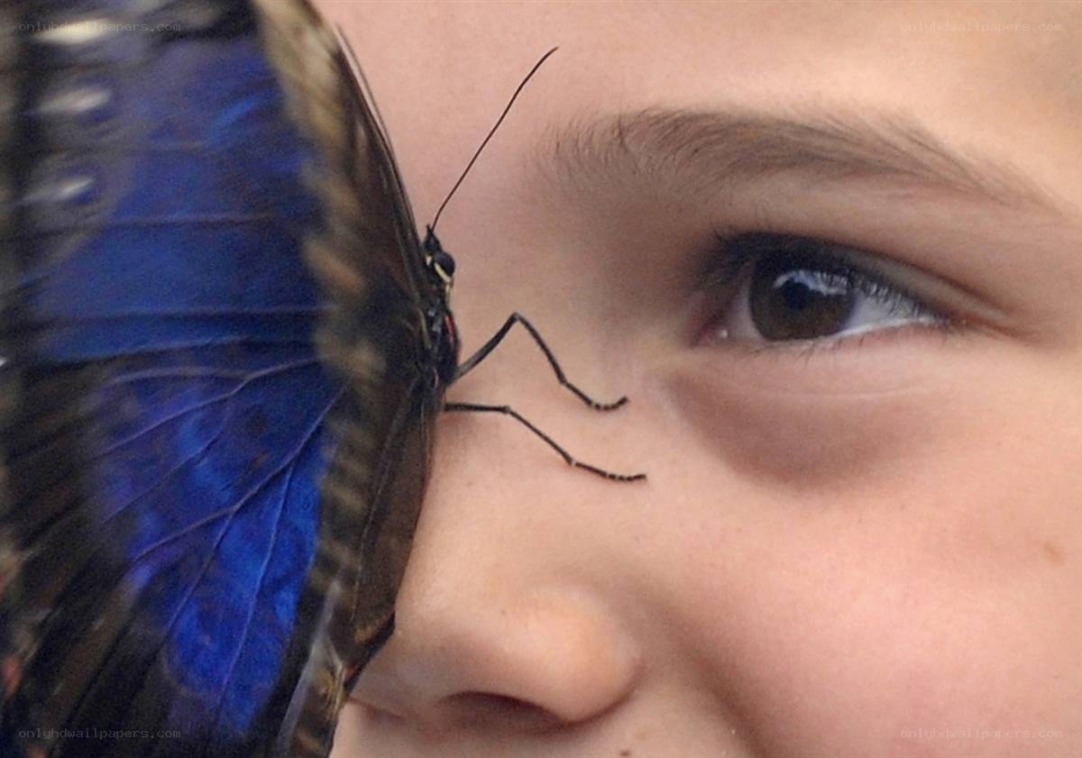 butterfly on a child's face