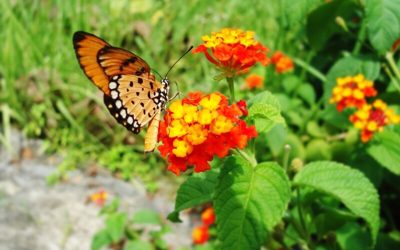 Butterfly on a colorful flower