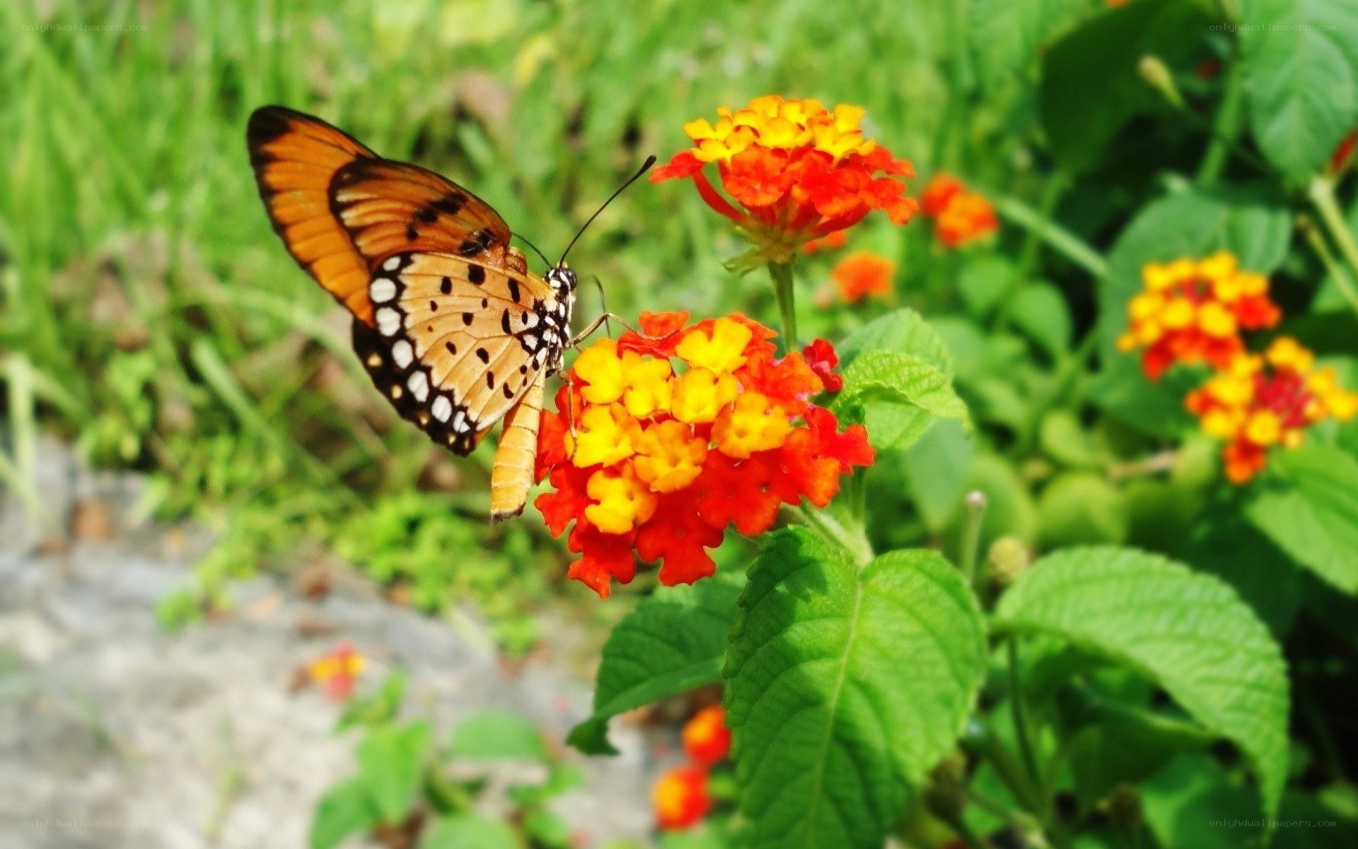 Butterfly on a colorful flower