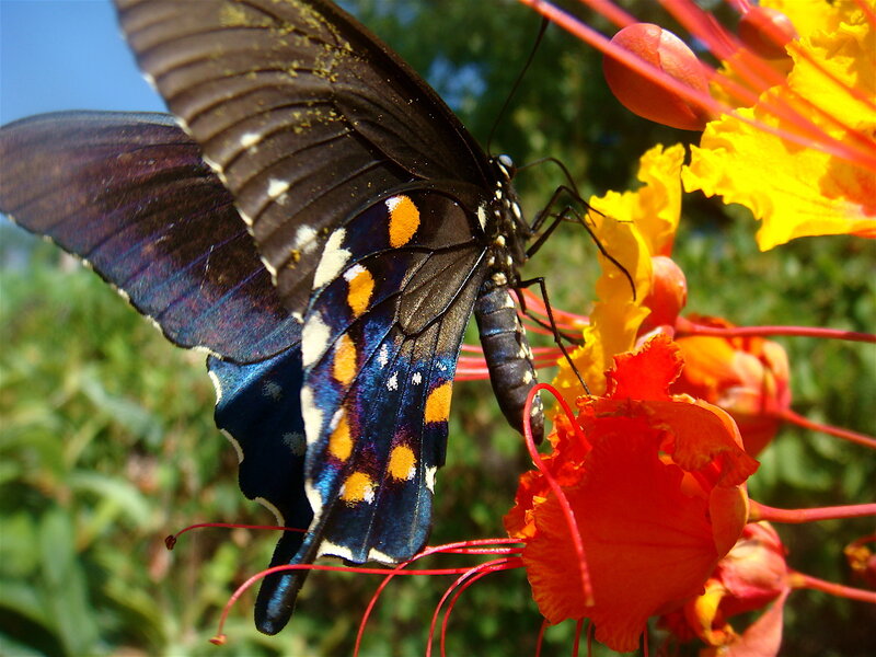 Butterfly on a colorful flower