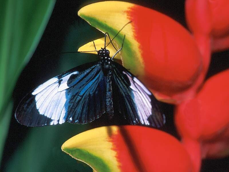 butterfly on a colorful flower