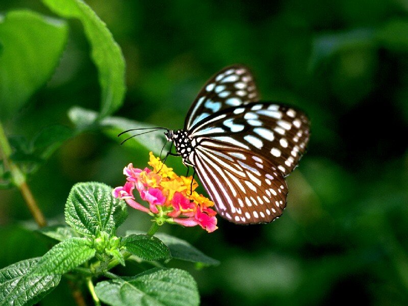 butterfly on a colorful flower