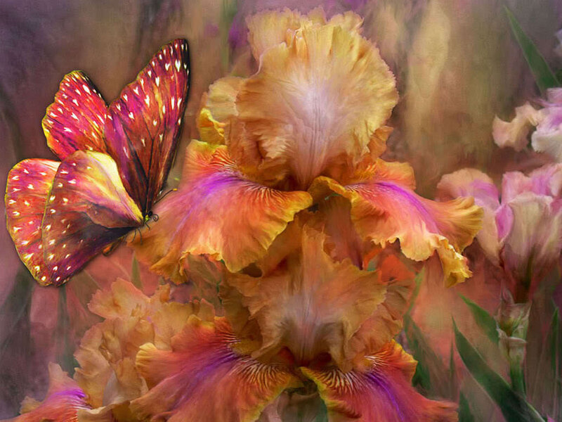 Butterfly on a colorful iris