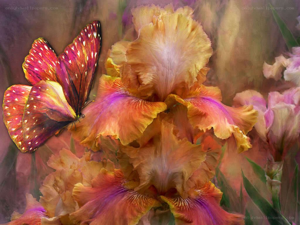 Butterfly on a colorful iris