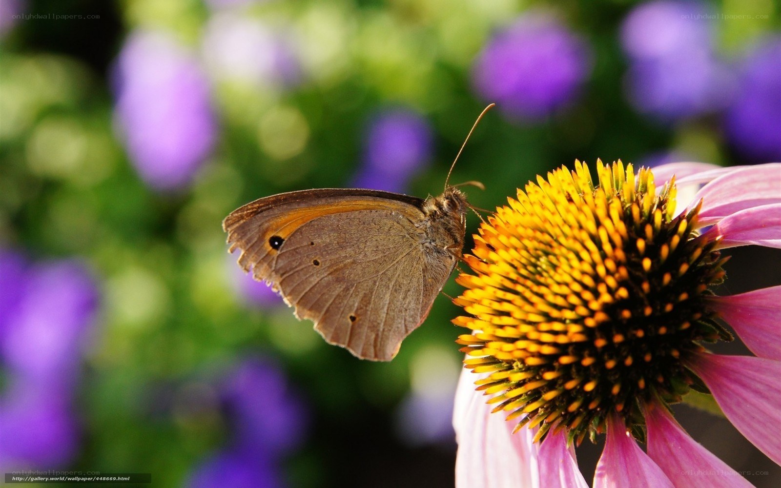 Butterfly on a coneflower