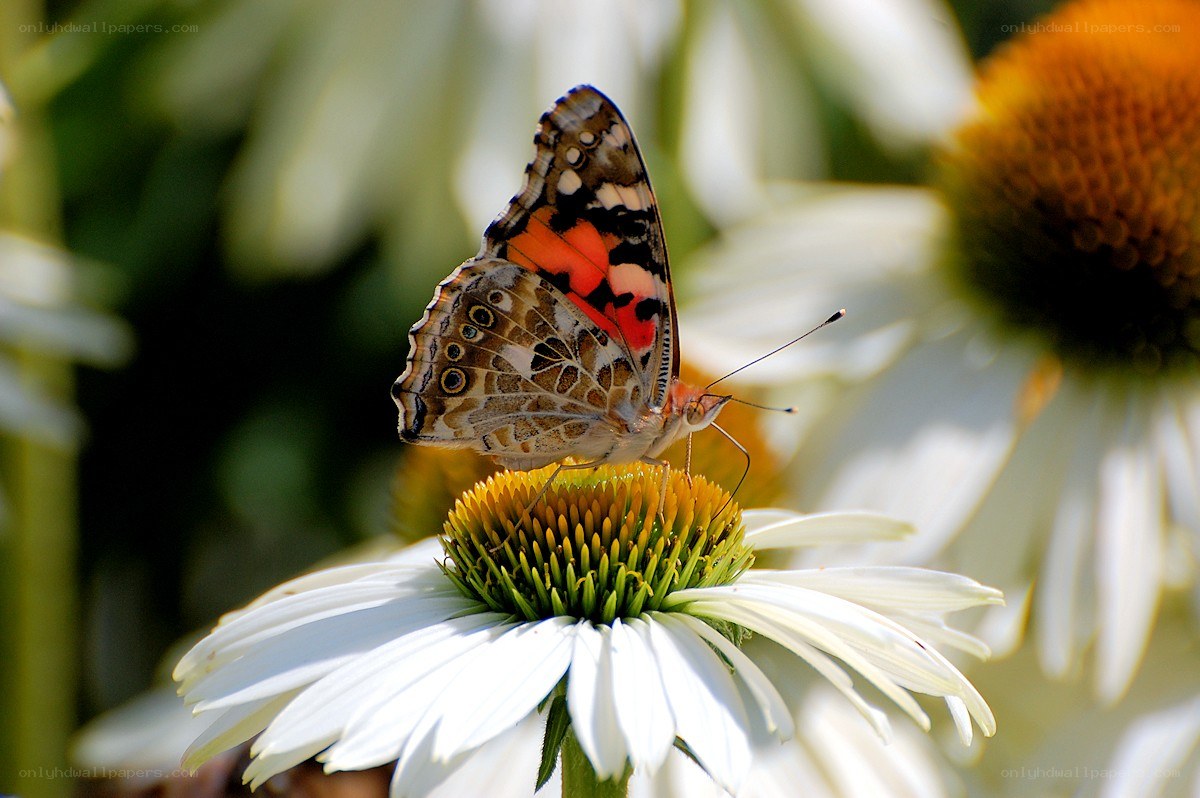 butterfly on a coneflower