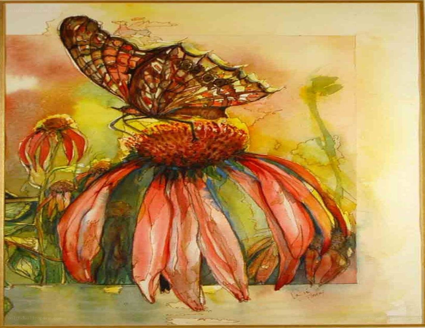 butterfly on a coneflower