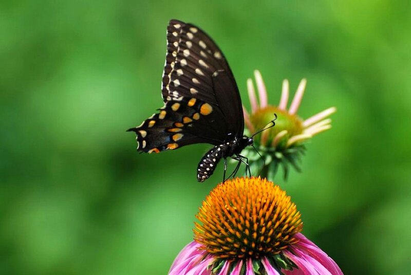 Butterfly on a coneflower