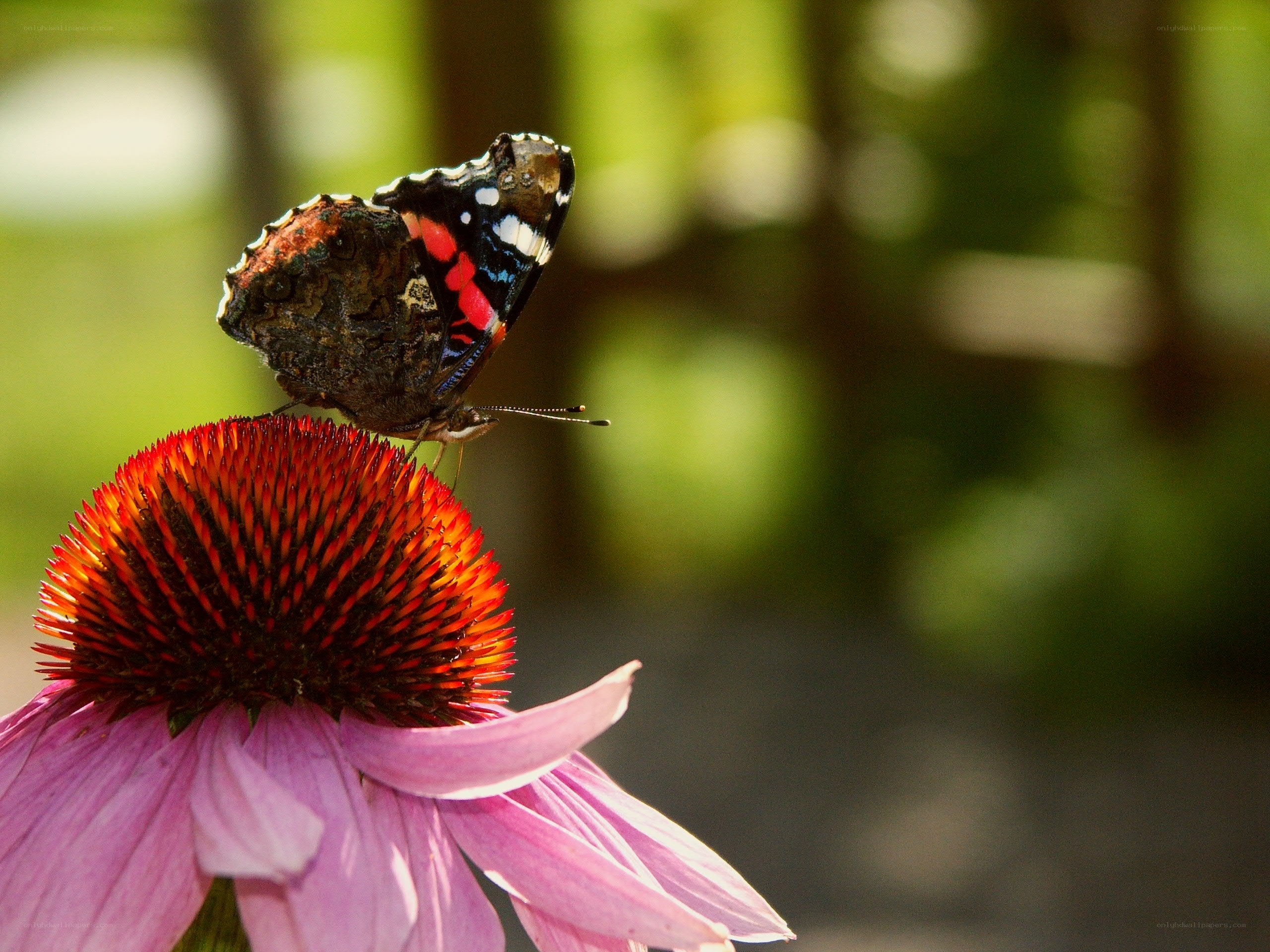 butterfly on a coneflower