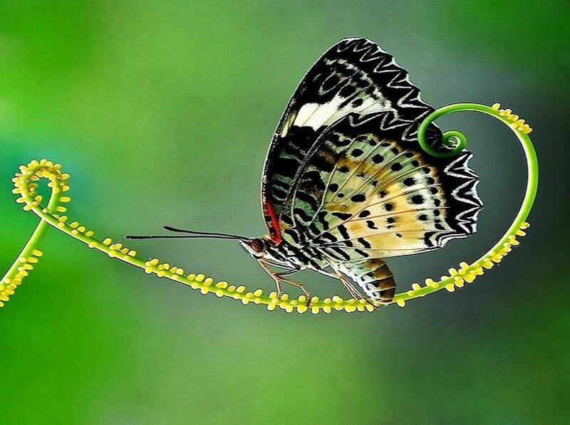 Butterfly on a curled vine