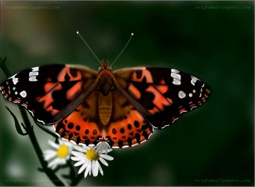 butterfly on a daisy