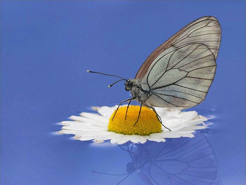 Butterfly on a daisy