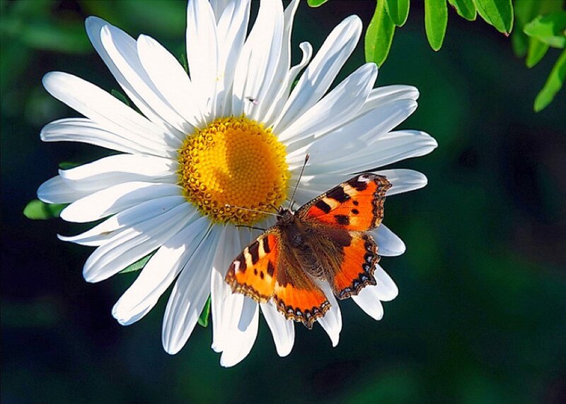 butterfly on a daisy