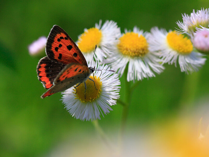 Butterfly on a daisy