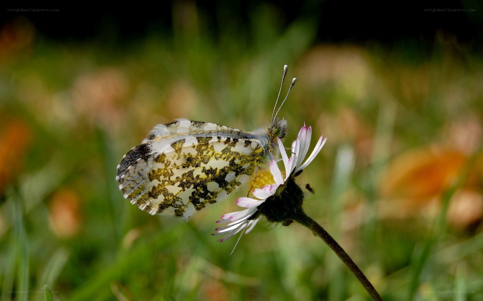 butterfly on a daisy flower