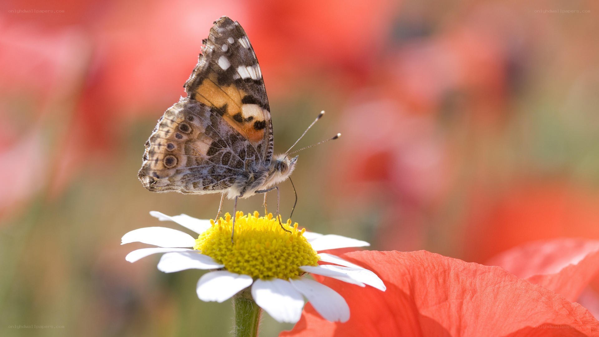butterfly on a daisy flower