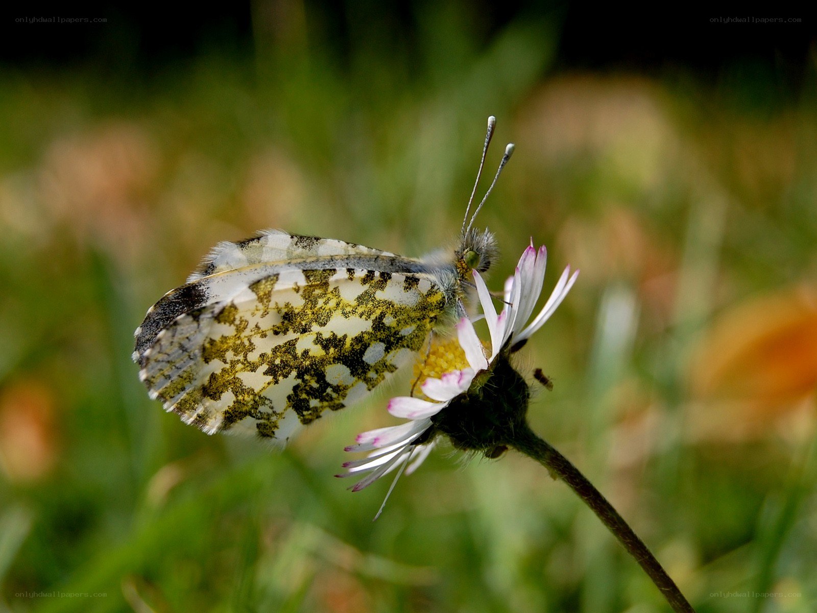 Butterfly on a daisy flower
