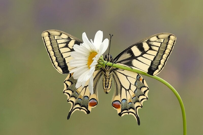 Butterfly on a daisy flower