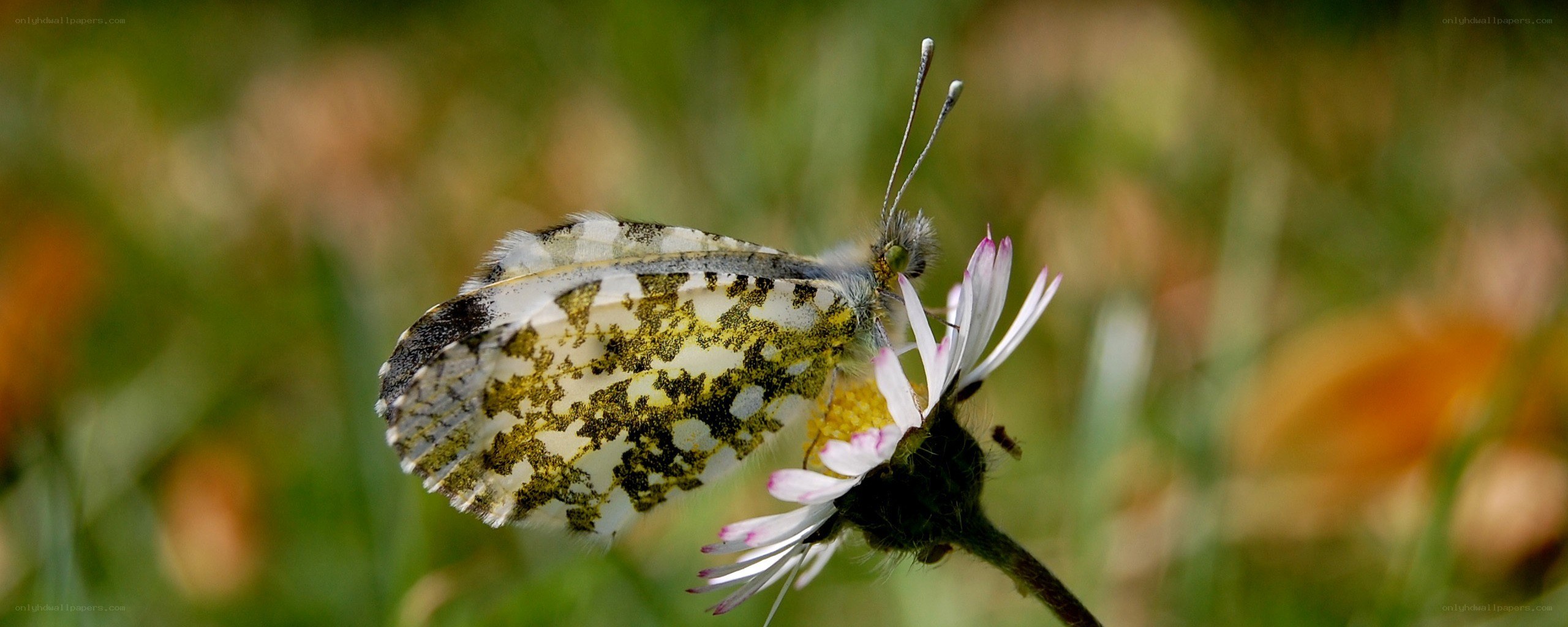Butterfly on a daisy flower