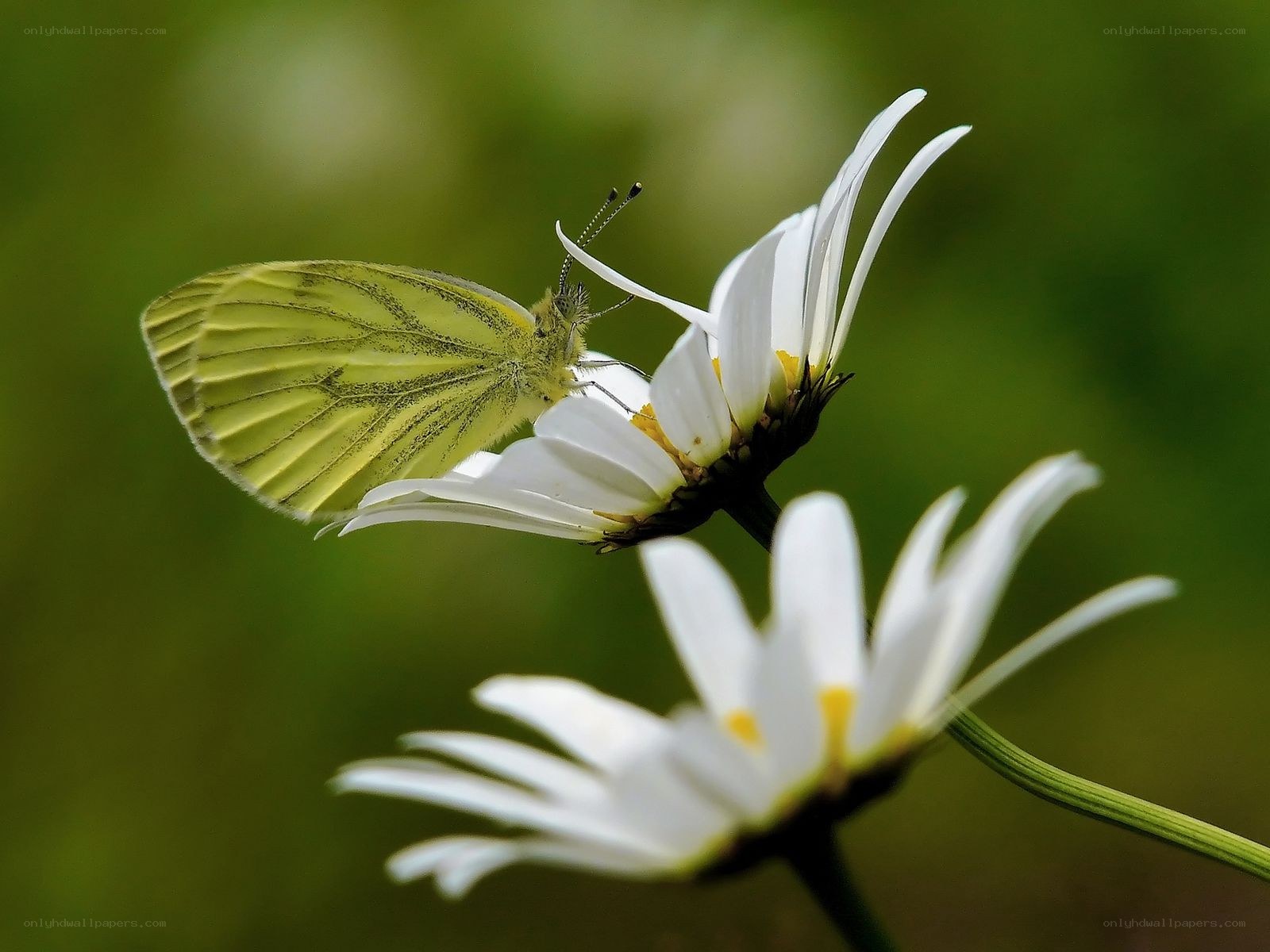 Butterfly on a daisy flower