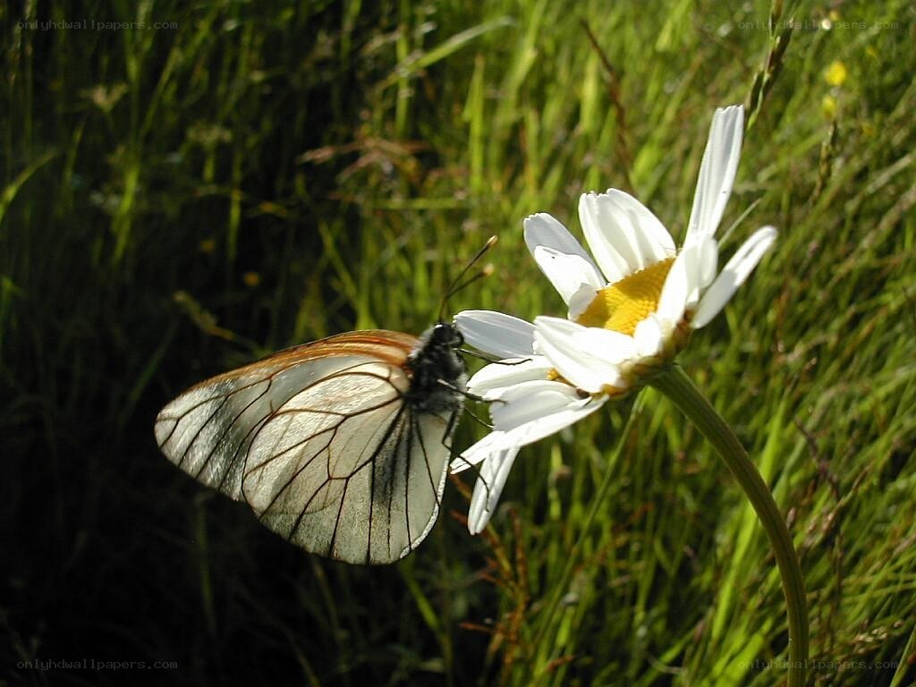 Butterfly on a daisy flower