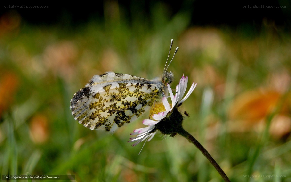 Butterfly on a daisy flower