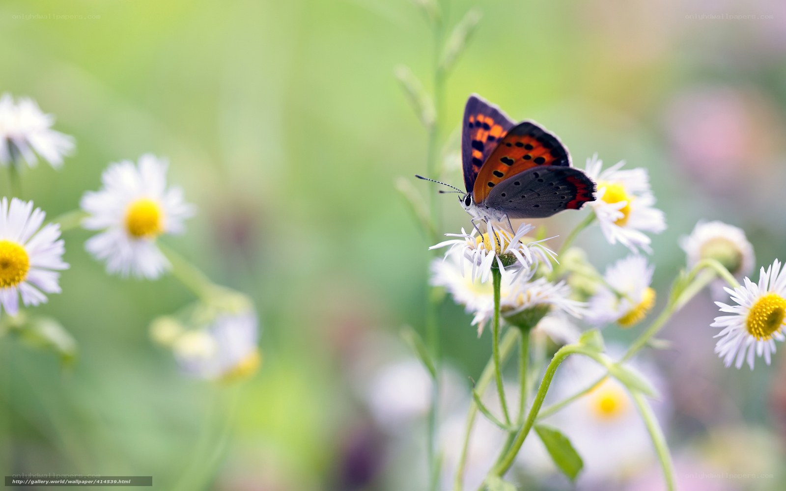 Butterfly on a daisy