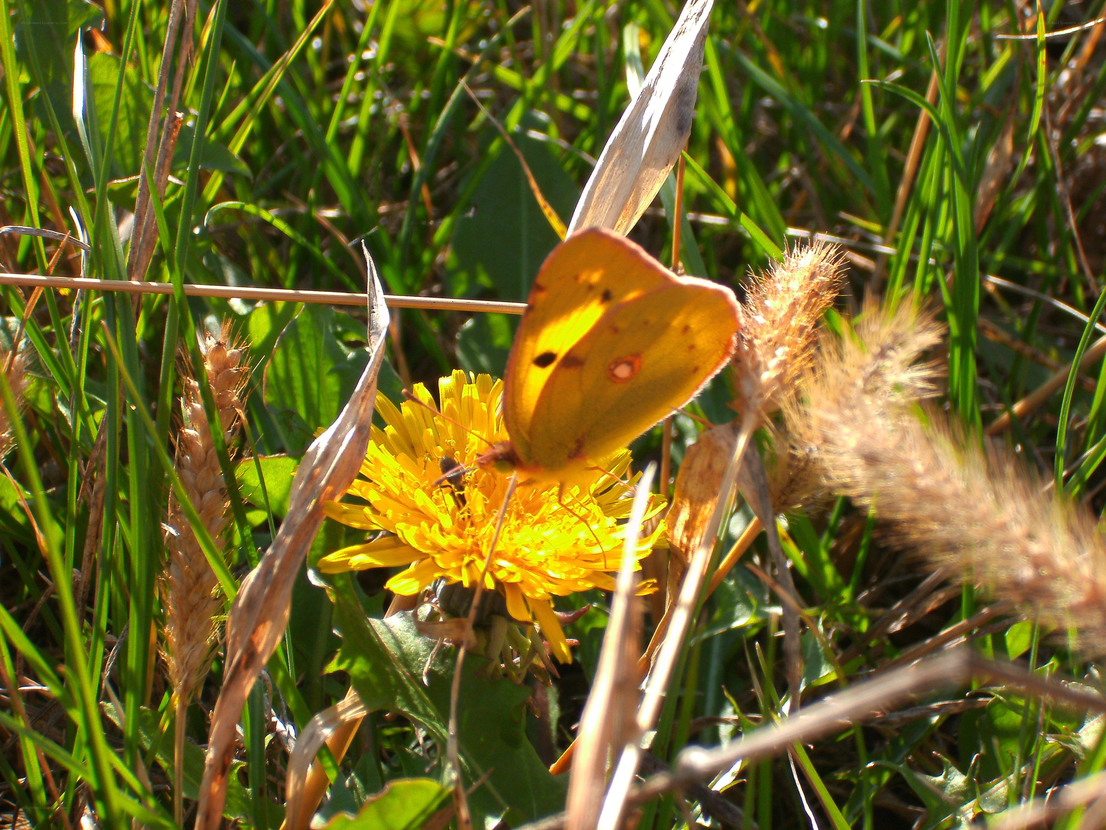 Butterfly on a dandelion