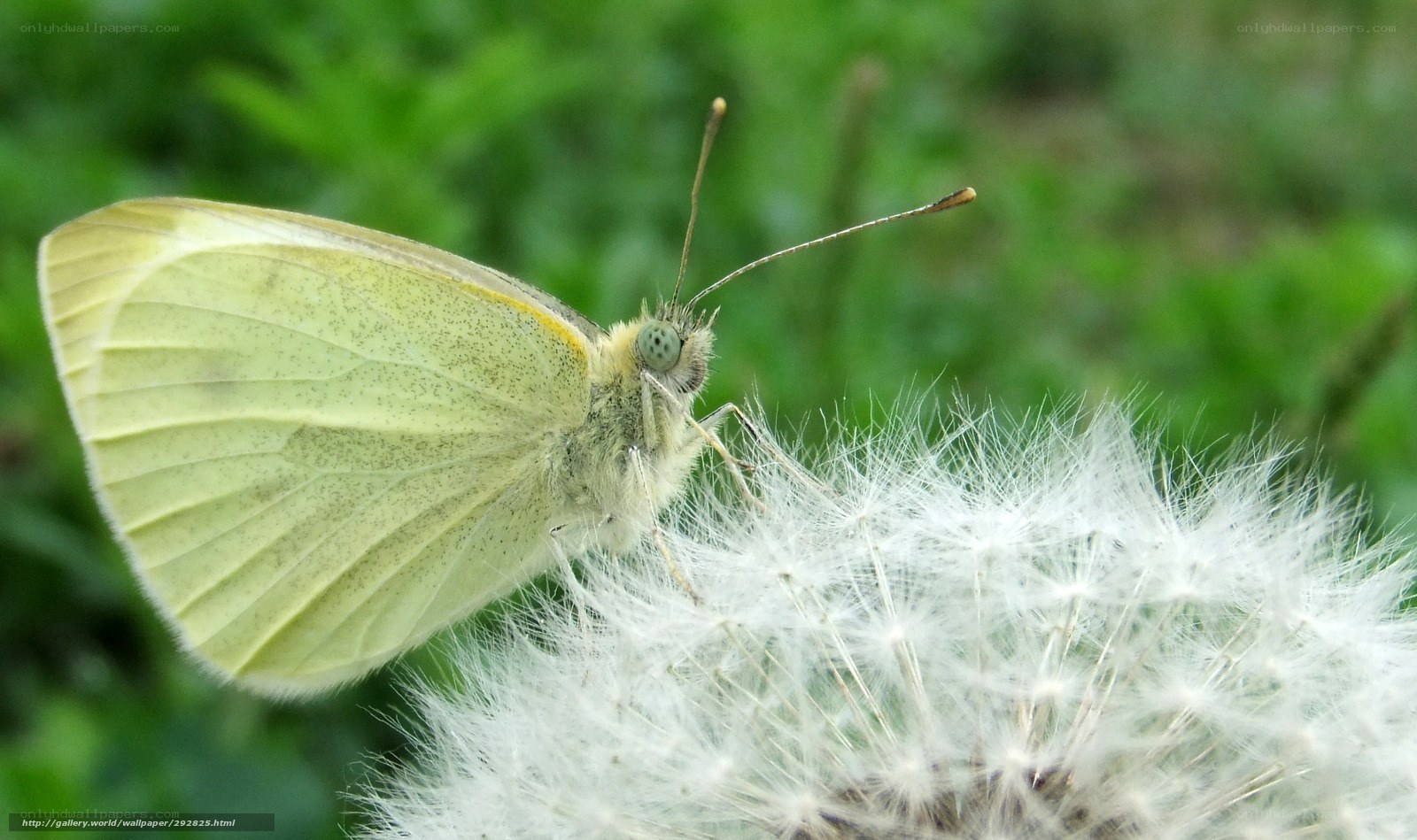 Butterfly on a dandelion