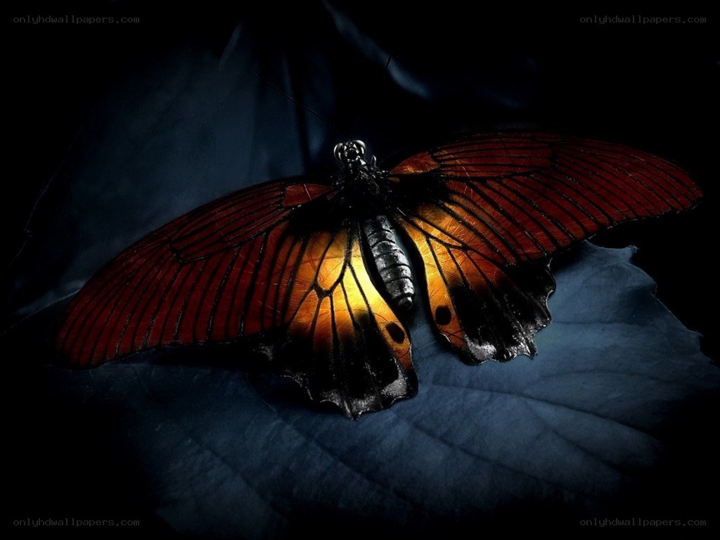 butterfly on a dark leaf