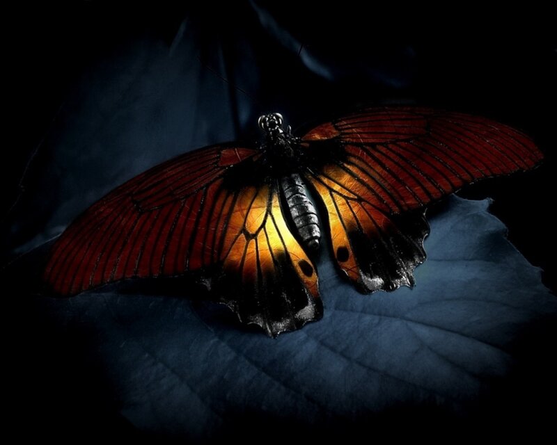 Butterfly on a dark leaf