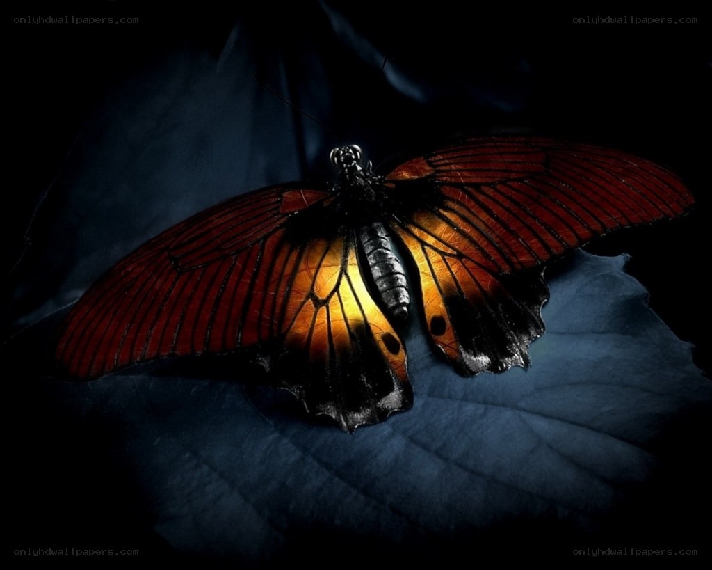 Butterfly on a dark leaf